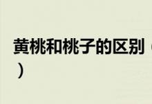 黃桃和桃子的區(qū)別（黃桃和桃子的區(qū)別有哪些）