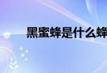 黑蜜蜂是什么蜂（黑蜜蜂是什么蜂）