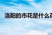 洛陽的市花是什么花（洛陽的市花是什么）