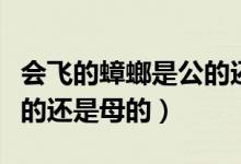 會飛的蟑螂是公的還是母的（會飛的蟑螂是公的還是母的）