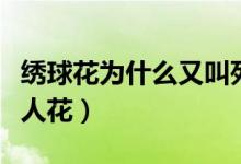 繡球花為什么又叫死人花（繡球花為啥又叫死人花）