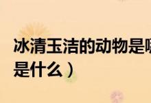 冰清玉潔的動(dòng)物是哪個(gè)生肖（冰清玉潔的動(dòng)物是什么）