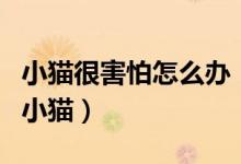 小貓很害怕怎么辦（小貓害怕怎么辦剛剛養(yǎng)的小貓）