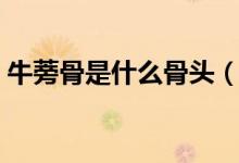 牛蒡骨是什么骨頭（牛蒡骨是牛的哪個(gè)部位）