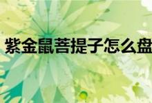 紫金鼠菩提子怎么盤（紫金鼠菩提子怎么盤）