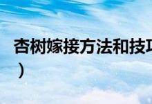 杏樹嫁接方法和技巧（杏樹的嫁接方法及時間）