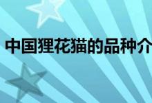 中國貍花貓的品種介紹（中國貍花貓分幾種）