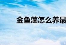 金魚藻怎么養(yǎng)最好（怎么養(yǎng)金魚藻）