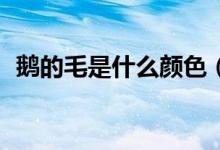 鵝的毛是什么顏色（edm是什么意思抖音）