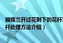 蝴蝶蘭開(kāi)過(guò)花剩下的花桿怎么處理（蝴蝶蘭開(kāi)過(guò)花剩下的花桿處理方法介紹）