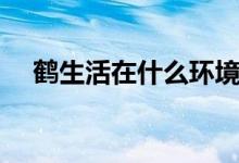 鶴生活在什么環(huán)境（鶴生活在什么環(huán)境）
