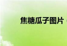 焦糖瓜子圖片（焦糖瓜子怎么炒）