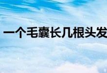 一個(gè)毛囊長(zhǎng)幾根頭發(fā)（一個(gè)毛囊長(zhǎng)幾根頭發(fā)）