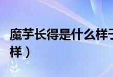 魔芋長得是什么樣子的（什么是魔芋長得什么樣）