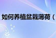 如何養(yǎng)植盆栽薄荷（養(yǎng)植盆栽薄荷方法簡述）