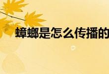 蟑螂是怎么傳播的（蟑螂是怎么引起的）