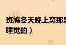 斑鳩冬天晚上窩那里（冬天斑鳩愛(ài)在什么地方睡覺(jué)的）