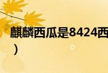麒麟西瓜是8424西瓜嗎（麒麟西瓜是8424嗎）