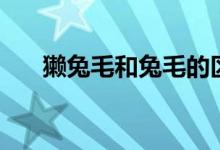 獺兔毛和兔毛的區(qū)別（兩者有何不同）