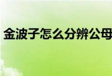 金波子怎么分辨公母視頻（金波子怎么繁殖）