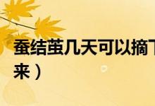 蠶結(jié)繭幾天可以摘下來（蠶結(jié)繭幾天可以拿下來）