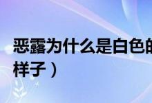 惡露為什么是白色的（白色惡露的癥狀是什么樣子）