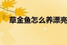 草金魚怎么養(yǎng)漂亮（草金魚如何養(yǎng)漂亮）