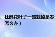 杜鵑花葉子一碰就掉是怎么回事（杜鵑花一碰就掉葉子如圖怎么辦）