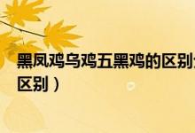 黑鳳雞烏雞五黑雞的區(qū)別分別是什么（黑鳳雞烏雞五黑雞的區(qū)別）