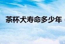 茶杯犬壽命多少年（茶杯犬壽命多長時(shí)間）