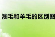 澳毛和羊毛的區(qū)別圖片（澳毛和羊毛的區(qū)別）