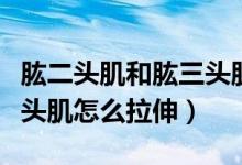 肱二頭肌和肱三頭肌拉伸方法（肱二頭肌和三頭肌怎么拉伸）