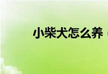 小柴犬怎么養(yǎng)（學(xué)會這些錯不了）