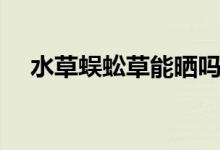 水草蜈蚣草能曬嗎（水草蜈蚣草怎么養(yǎng)）