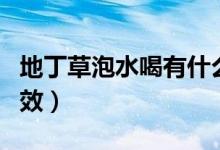 地丁草泡水喝有什么好處（地丁草泡水喝的功效）