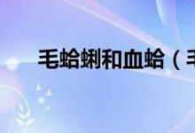 毛蛤蜊和血蛤（毛蛤蜊和血蛤蜊區(qū)別）