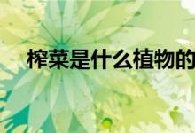 榨菜是什么植物的根莖（榨菜是什么梗）