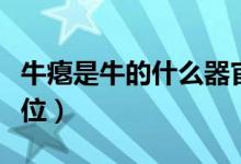牛癟是牛的什么器官（牛癟是什么牛的什么部位）