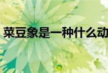 菜豆象是一種什么動(dòng)物（菜豆象是一種什么）