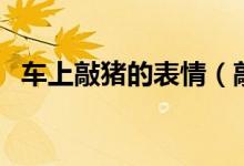 車上敲豬的表情（敲豬表情包是什么意思）