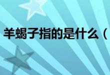 羊蝎子指的是什么（羊蝎子指的是什么東西）