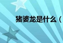 豬婆龍是什么（豬婆龍是什么動(dòng)物）