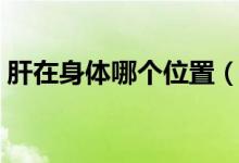 肝在身體哪個位置（肝在我們?nèi)梭w什么位置）