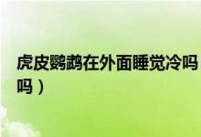 虎皮鸚鵡在外面睡覺冷嗎（虎皮鸚鵡怕冷嗎晚上放外面可以嗎）
