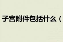 子宮附件包括什么（子宮附件包括什么部位）