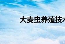 大麥蟲(chóng)養(yǎng)殖技術(shù)（大麥蟲(chóng)如何養(yǎng)）