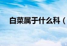 白菜屬于什么科（白菜的簡介你知道嗎）