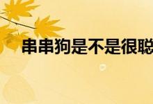 串串狗是不是很聰明（串串狗是土狗嗎）