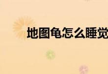 地圖龜怎么睡覺（地圖龜怎么養(yǎng)呢）