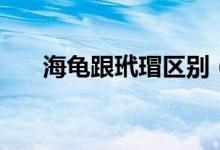 海龜跟玳瑁區(qū)別（海龜跟玳瑁的區(qū)別）